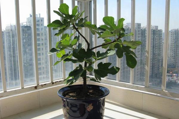 平安樹怎么養才茂盛 平安樹養殖方法與注意事項