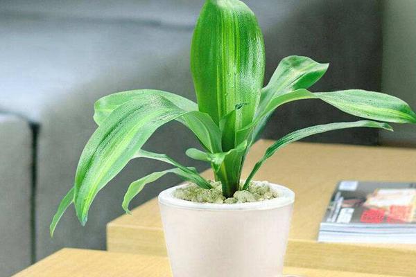 巴西鐵葉子發(fā)黃怎么辦 巴西鐵掉葉子的原因及解決方法