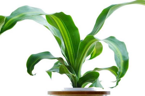 巴西鐵葉子發黃怎么辦 巴西鐵掉葉子的原因及解決方法