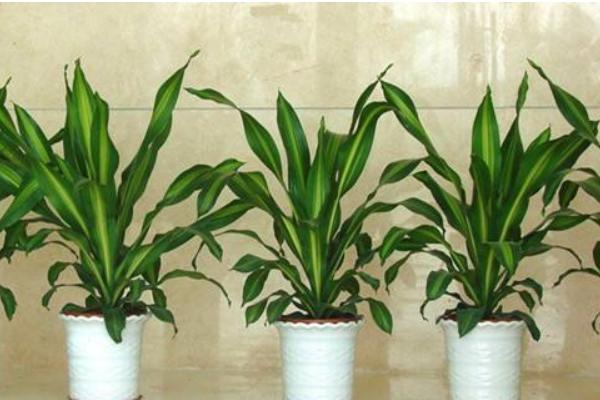 巴西鐵葉子發黃怎么辦 巴西鐵掉葉子的原因及解決方法