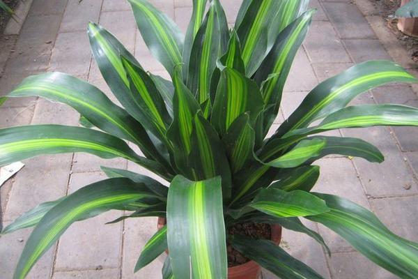 巴西鐵葉子發黃怎么辦 巴西鐵掉葉子的原因及解決方法