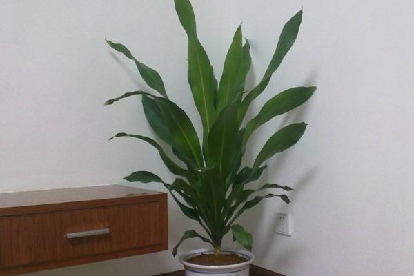 巴西鐵葉子發黃怎么辦 巴西鐵掉葉子的原因及解決方法