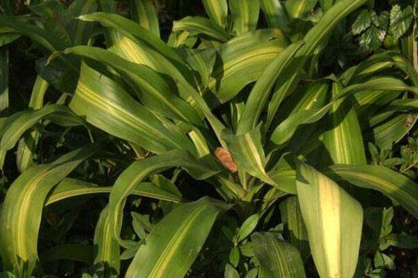 巴西鐵葉子發黃怎么辦 巴西鐵掉葉子的原因及解決方法