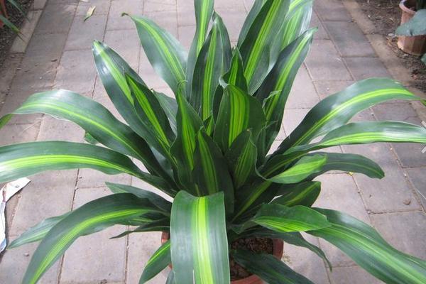 巴西鐵樹開花的征兆（風水作用） 巴西鐵樹的價值