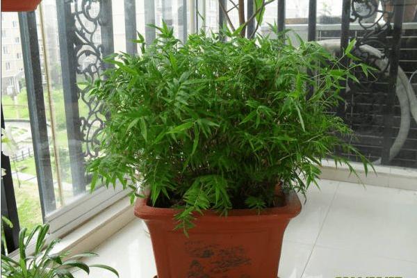 鳳尾竹怎么養 鳳尾竹養殖方法與注意事項