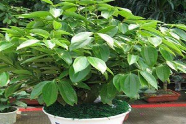 平安樹吸甲醛嗎 平安樹能凈化空氣嗎