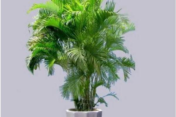 鳳尾竹怎么養 鳳尾竹養殖方法與注意事項