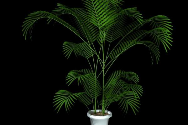 鳳尾竹怎么養 鳳尾竹養殖方法與注意事項