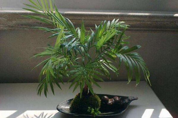 鳳尾竹怎么養 鳳尾竹養殖方法與注意事項