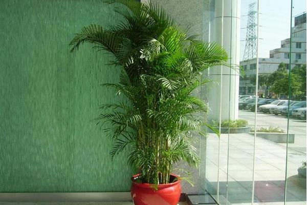 鳳尾竹怎么養 鳳尾竹養殖方法與注意事項