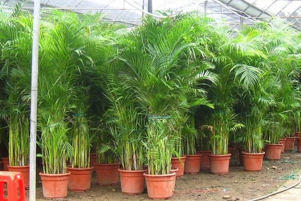 鳳尾竹怎么養 鳳尾竹養殖方法與注意事項