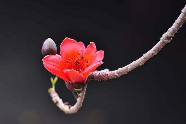 木棉花種子市場價格多少錢一斤 木棉花種子怎么種植