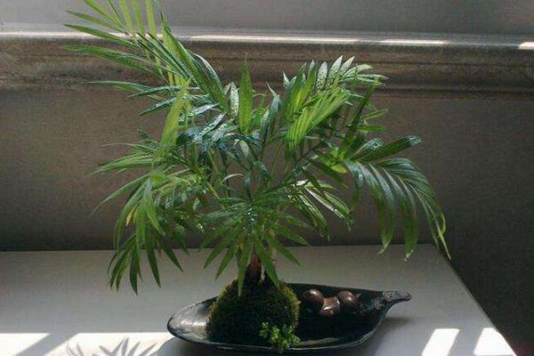 鳳尾竹開花嗎 鳳尾竹開花有什么兆頭寓意（風水角度）