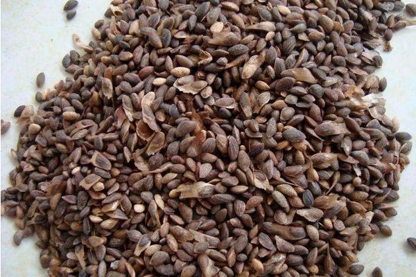 木棉花種子市場價格多少錢一斤 木棉花種子怎么種植