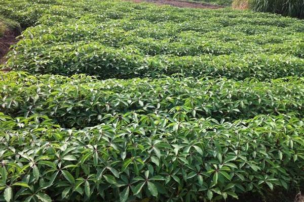 木棉花種子市場價格多少錢一斤 木棉花種子怎么種植