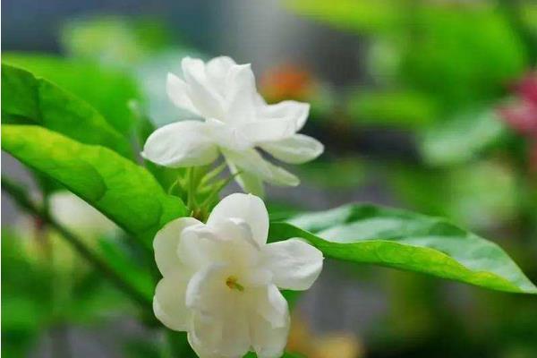 茉莉花葉子發(fā)黃怎么辦 茉莉花掉葉子的原因及解決方法