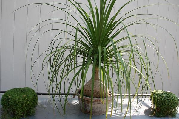 酒瓶蘭市場價格多少錢一盆 酒瓶蘭的養殖方法