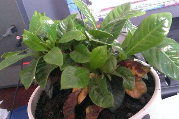茉莉花葉子發(fā)黃怎么辦 茉莉花掉葉子的原因及解決方法
