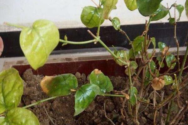 茉莉花葉子發(fā)黃怎么辦 茉莉花掉葉子的原因及解決方法