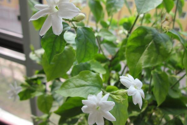 茉莉花葉子發(fā)黃怎么辦 茉莉花掉葉子的原因及解決方法