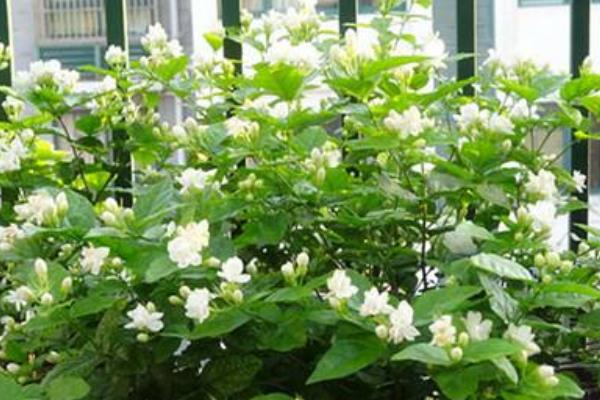茉莉花葉子發(fā)黃怎么辦 茉莉花掉葉子的原因及解決方法