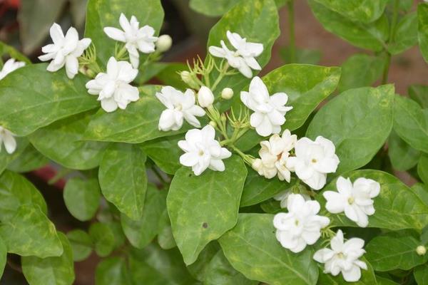 茉莉花葉子發(fā)黃怎么辦 茉莉花掉葉子的原因及解決方法