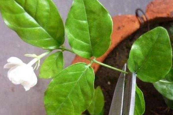 茉莉花葉子發(fā)黃怎么辦 茉莉花掉葉子的原因及解決方法