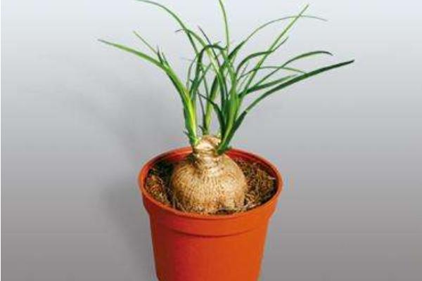 酒瓶蘭市場價格多少錢一盆 酒瓶蘭的養(yǎng)殖方法