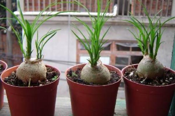 酒瓶蘭市場價格多少錢一盆 酒瓶蘭的養(yǎng)殖方法