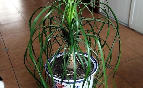 酒瓶蘭市場價格多少錢一盆 酒瓶蘭的養(yǎng)殖方法