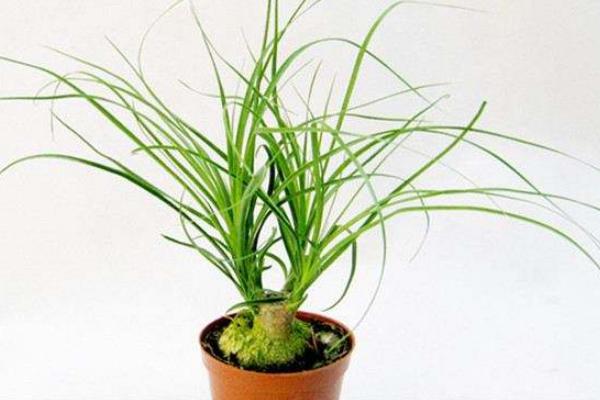 酒瓶蘭市場價格多少錢一盆 酒瓶蘭的養(yǎng)殖方法