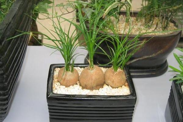 酒瓶蘭市場價格多少錢一盆 酒瓶蘭的養(yǎng)殖方法