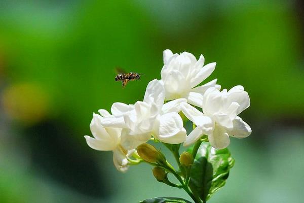茉莉花茶的功效與作用及禁忌 茉莉花茶的泡法