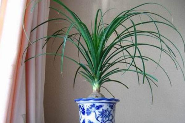 酒瓶蘭有毒嗎 酒瓶蘭能放在室內臥室嗎