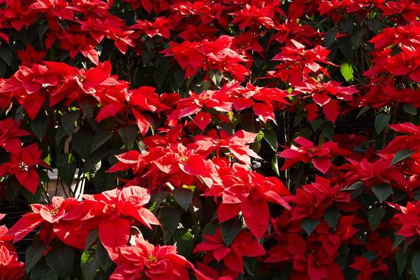 一品紅圖片大全 一品紅花語及寓意