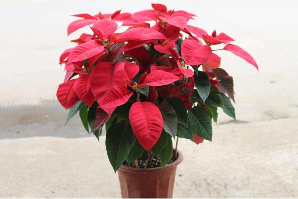 一品紅市場價(jià)格多少錢一盆 一品紅怎么選購