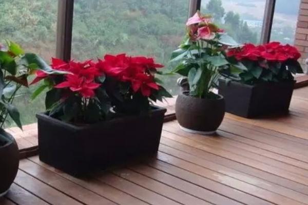 一品紅市場價格多少錢一盆 一品紅怎么選購