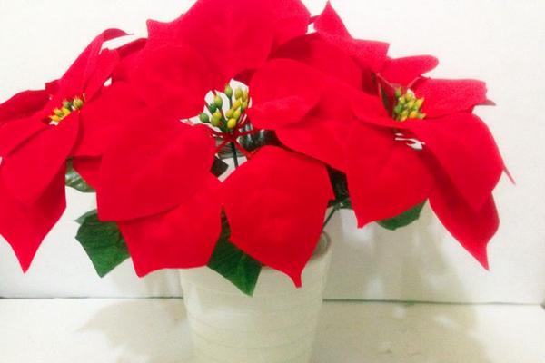 一品紅市場價格多少錢一盆 一品紅怎么選購