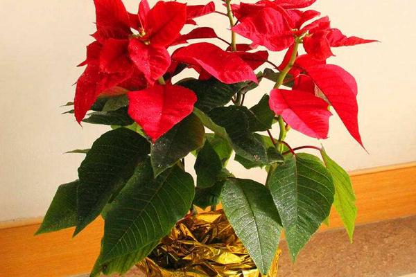 一品紅市場價格多少錢一盆 一品紅怎么選購