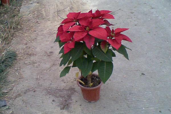 一品紅市場價格多少錢一盆 一品紅怎么選購