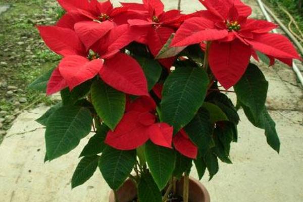 一品紅市場價格多少錢一盆 一品紅怎么選購