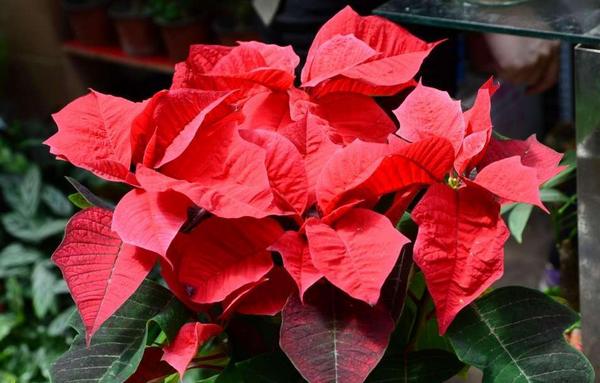 一品紅吸甲醛嗎 一品紅能凈化空氣嗎