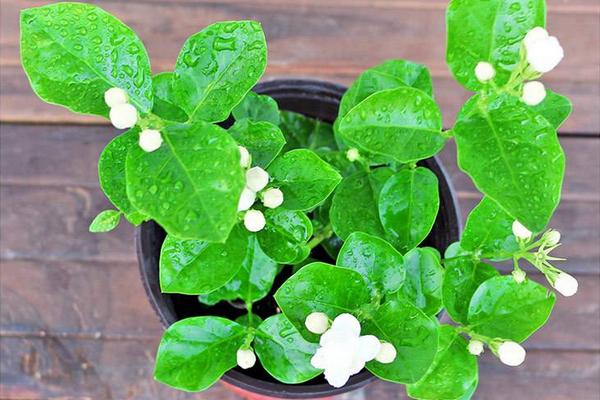 茉莉花怎么養(yǎng) 茉莉花的養(yǎng)殖方法與注意事項