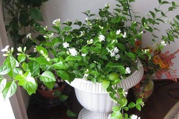 茉莉花市場價(jià)格多少錢一盆 茉莉花的品種