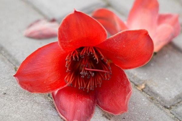 木棉花有幾種顏色 描寫木棉花的優美詩詞句子有哪些