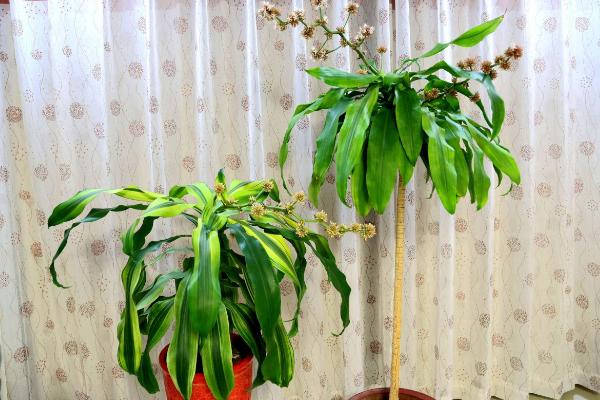 巴西木和巴西鐵的區別是什么 巴西木的簡介