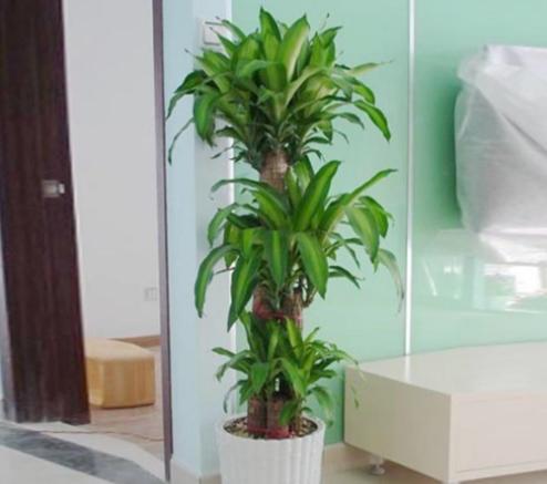 巴西木和巴西鐵的區別是什么 巴西木的簡介