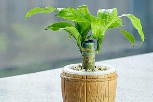 巴西木和巴西鐵的區別是什么 巴西木的簡介