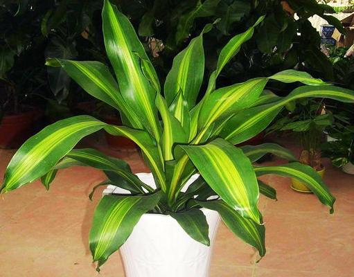 巴西木和巴西鐵的區別是什么 巴西木的簡介