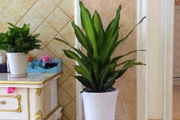 巴西木和巴西鐵的區別是什么 巴西木的簡介